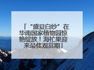 “盛夏白纱”在华南国家植物园惊艳绽放！海杧果迎来最佳观赏期