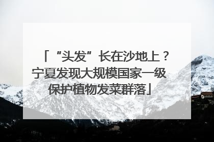 “头发”长在沙地上？宁夏发现大规模国家一级保护植物发菜群落