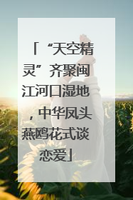 “天空精灵”齐聚闽江河口湿地，中华凤头燕鸥花式谈恋爱