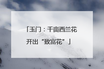 玉门：千亩西兰花开出“致富花”
