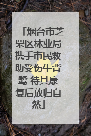 烟台市芝罘区林业局携手市民救助受伤牛背鹭 待其康复后放归自然