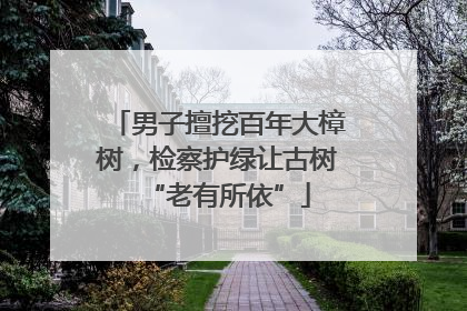 男子擅挖百年大樟树，检察护绿让古树“老有所依”