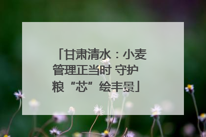 甘肃清水：小麦管理正当时 守护粮“芯”绘丰景