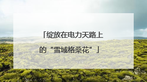 绽放在电力天路上的“雪域格桑花”
