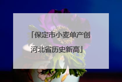 保定市小麦单产创河北省历史新高