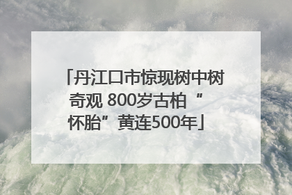 丹江口市惊现树中树奇观 800岁古柏“怀胎”黄连500年