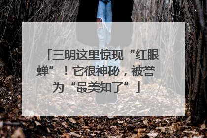 三明这里惊现“红眼蝉”！它很神秘，被誉为“最美知了”