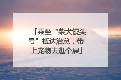 乘坐“柴犬馒头号”抵达治愈，带上宠物去逛个展