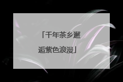 千年茶乡邂逅紫色浪漫