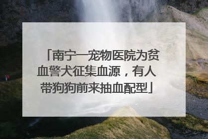 南宁一宠物医院为贫血警犬征集血源，有人带狗狗前来抽血配型