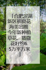 合肥滨湖新区初夏花海美出圈 今年新种植草花、播撒花籽约6.5万平方米