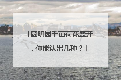 圆明园千亩荷花盛开，你能认出几种？