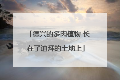 德兴的多肉植物 长在了迪拜的土地上