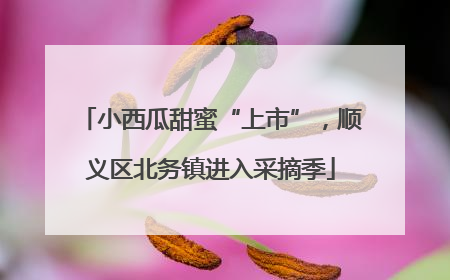 小西瓜甜蜜“上市”，顺义区北务镇进入采摘季