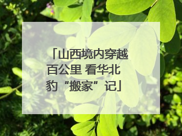 山西境内穿越百公里 看华北豹“搬家”记