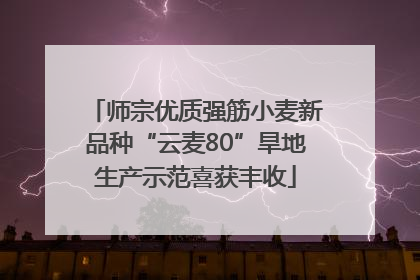 师宗优质强筋小麦新品种“云麦80”旱地生产示范喜获丰收