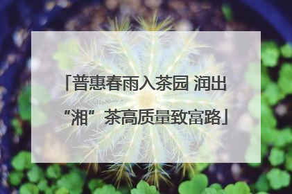 普惠春雨入茶园 润出“湘”茶高质量致富路