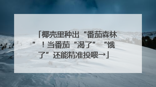 椰壳里种出“番茄森林”！当番茄“渴了”“饿了”还能精准投喂→