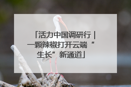 活力中国调研行｜一颗辣椒打开云端“生长”新通道