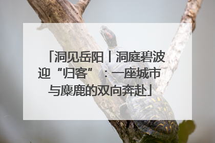 洞见岳阳丨洞庭碧波迎“归客”：一座城市与麋鹿的双向奔赴