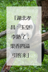 湖北孝昌：玉皇李熟了，果香四溢引客来