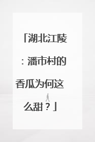 湖北江陵：潘市村的香瓜为何这么甜？