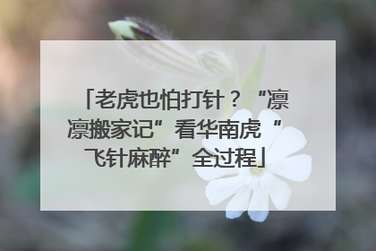 老虎也怕打针？“凛凛搬家记”看华南虎“飞针麻醉”全过程