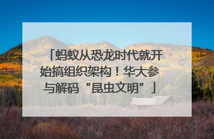 蚂蚁从恐龙时代就开始搞组织架构！华大参与解码“昆虫文明”