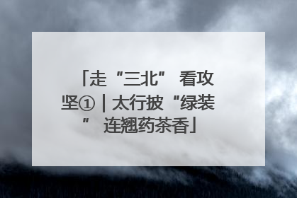走“三北” 看攻坚①｜太行披“绿装” 连翘药茶香