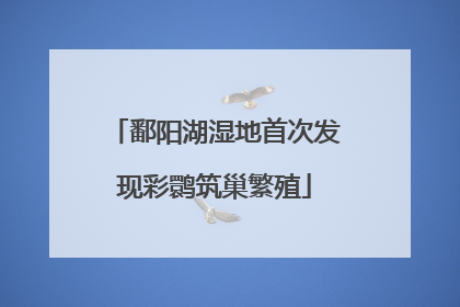 鄱阳湖湿地首次发现彩鹮筑巢繁殖