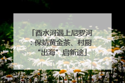 酉水河遇上尼罗河：保靖黄金茶、村厨“出海”启新途