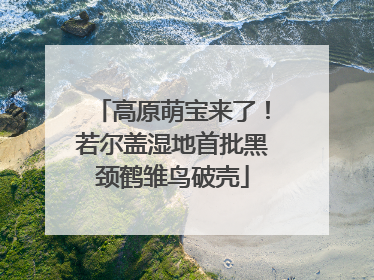 高原萌宝来了！若尔盖湿地首批黑颈鹤雏鸟破壳