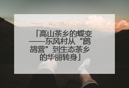 高山茶乡的蝶变——东风村从“鹧鸪营”到生态茶乡的华丽转身