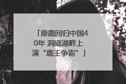 麋鹿回归中国40年 洞庭湖畔上演“鹿王争霸”