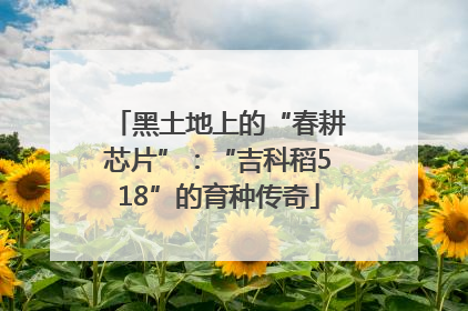 黑土地上的“春耕芯片”：“吉科稻518”的育种传奇