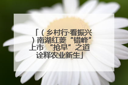 （乡村行·看振兴）南湖红菱“错峰”上市 “抢早”之道诠释农业新生